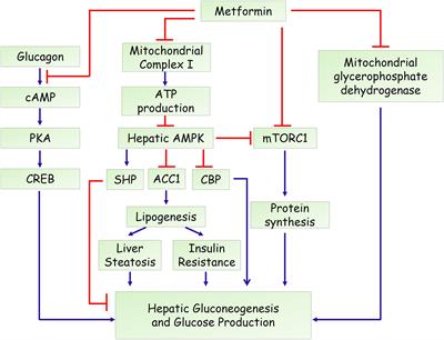 Frontiers Molecular Mechanisms of Metformin for Diabetes